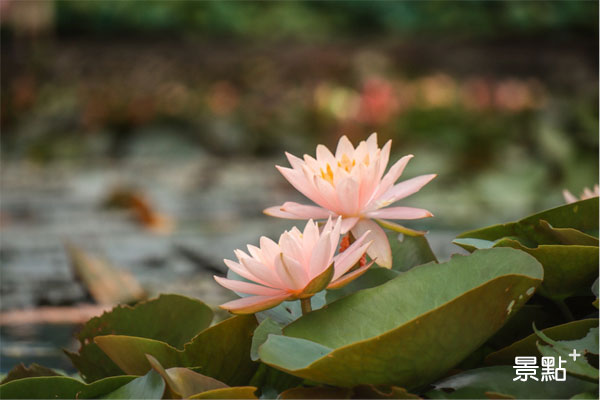 上林荷花田正盛開的蓮花。（圖／景點家謝明軒）