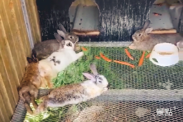 可愛小動物區的兔子們。（圖／saraloveu_23）