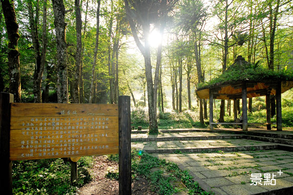 位在「鹿谷鄉」的溪頭自然園區，除了是親子旅遊的好去處外，更是全台受歡迎的森林避暑勝地之一！(圖/Booking.com，以下同)