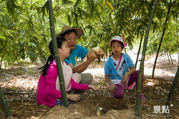 每年6至9月觀音山綠竹筍盛產，可至農村體驗採筍樂。（圖／北觀處提供）