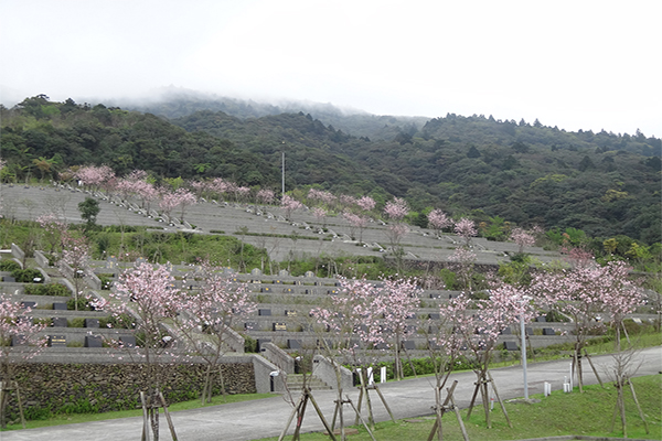 陵園廣植櫻花樹，約在1月底、2月陸續開花，也是賞櫻去處之一。 (圖／宜蘭縣立殯葬管理所)