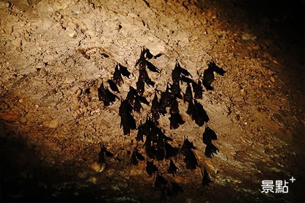 蝙蝠十八羅漢山的隧道20多年來沒有人進出，成為蝙蝠最好的棲地。
