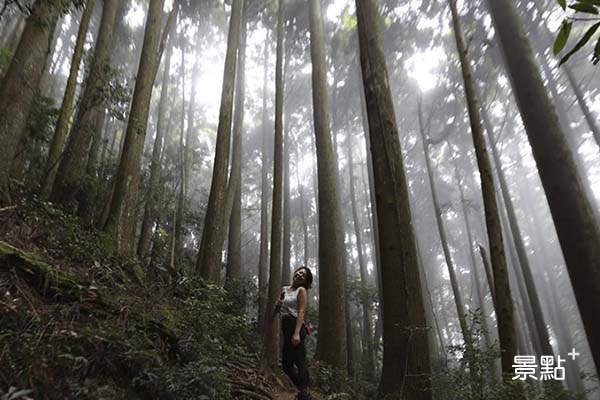 巨木森林走入精靈故鄉！山谷雲海超療癒