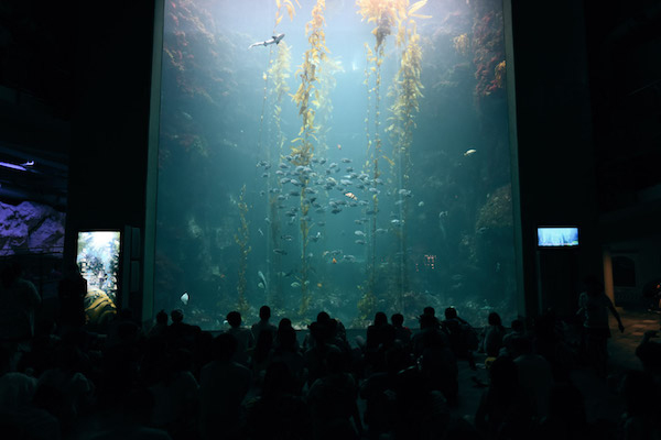 屏東國立海洋生物博物館巨大的海藻森林。（圖／屏東國立海洋生物博物館）