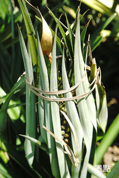 利用鳳梨自己的葉子包裹，再用竹繩綁起來，就是最古老、也最天然的防曬作法。
