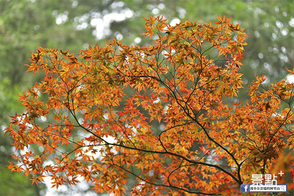 橘紅色的日本楓葉。 (圖／漫步在雲端的阿里山)