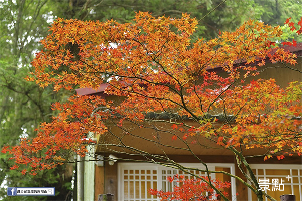 慈雲寺旁的日本楓葉。 (圖／漫步在雲端的阿里山)
