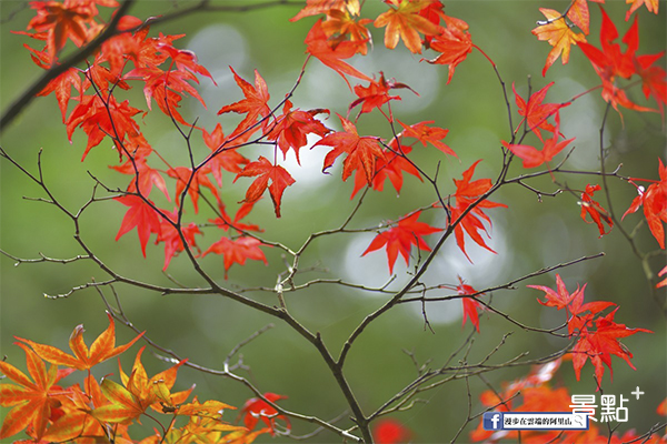 又到了攝影愛好者們每年最期待的秋日時節。 (圖／漫步在雲端的阿里山)