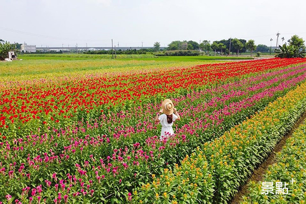 台版富良野多色花海！繽紛美景浪漫雞冠花田美拍地