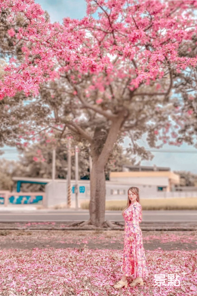 香田國小前門的粉紅美人樹盛開