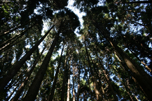 柳杉樹海。 (圖／新竹林管處)