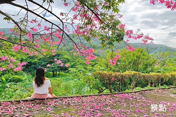 大棟山登山步道美人樹 (圖／chen_godi)