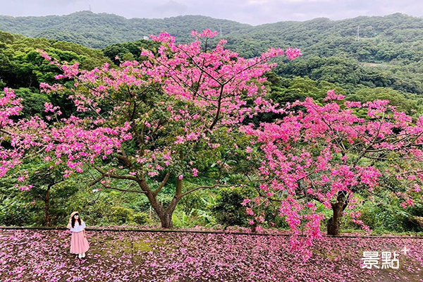 美人樹開花時景觀壯麗 (圖／chen_godi)