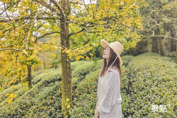 銀杏黃了！超夢幻茶園秘境大拍仙氣美照