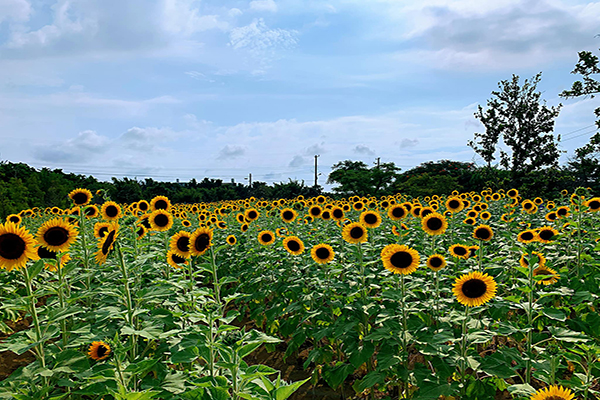 向陽農場是北台灣最大的向日葵主題農場 (圖／向陽農場)