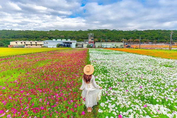 雙色大花海彩虹花道！彩繪花田三大展區亮點