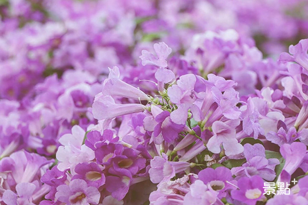 蒜香藤又被叫作紫鈴藤，近看彷彿一串串紫色小鈴鐺垂掛，十分可愛。