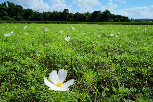 今年花況已逐漸綻放。