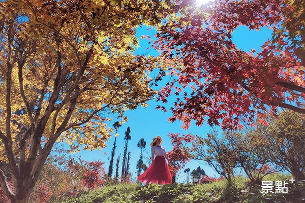 福壽山農場11月是最佳賞楓季節