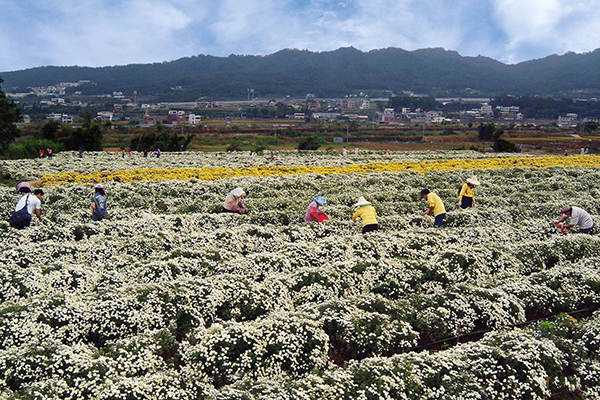 銅鑼觀光產業協會於11月18日、21日、22日、24日舉辦4場次賞菊主題輕旅行