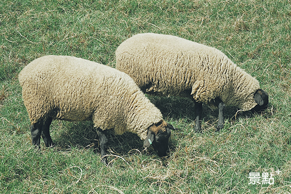 清境農場近期才從英國引進的可愛黑面羊，薩福克羊。