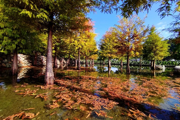 大片的落羽松林呈現一片參差漸層的豐富色彩 (圖／台中市政府，以下同)