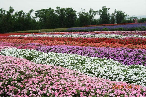 中社觀光花市