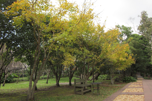 楓紅杏黃一次滿足！紅粉茶梅山林小旅行