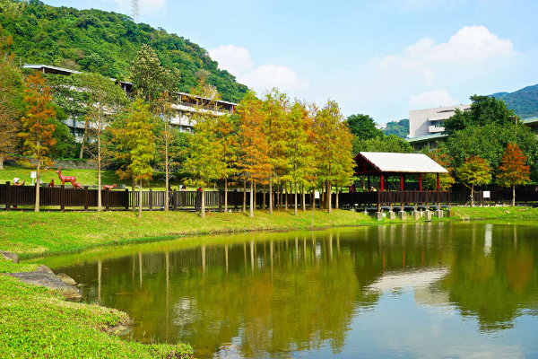 落羽松秘境藏都會！湖畔絕景約會半日遊