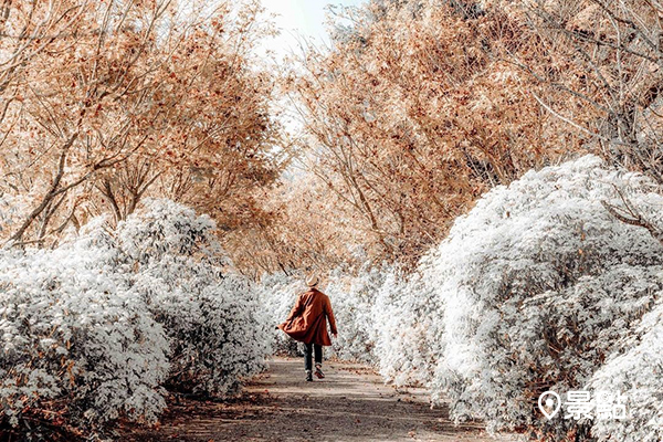 黃白雙色花海太夢幻！黃金楓白雪木絕美花道