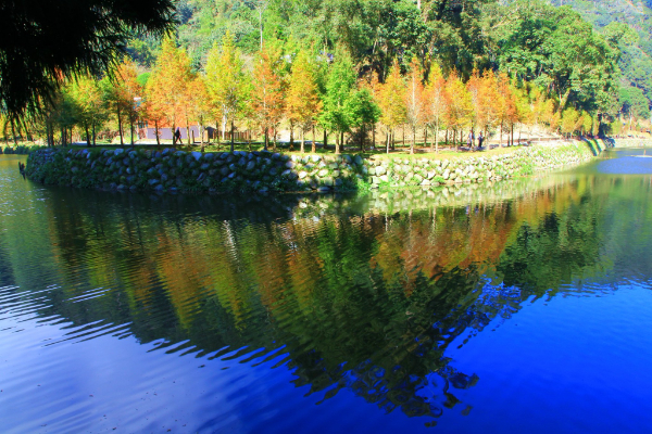 金色水杉倒映湖面，別有一番特色。