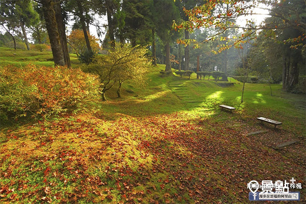 季節限定紅毯絕景！夢幻楓葉小徑美如畫