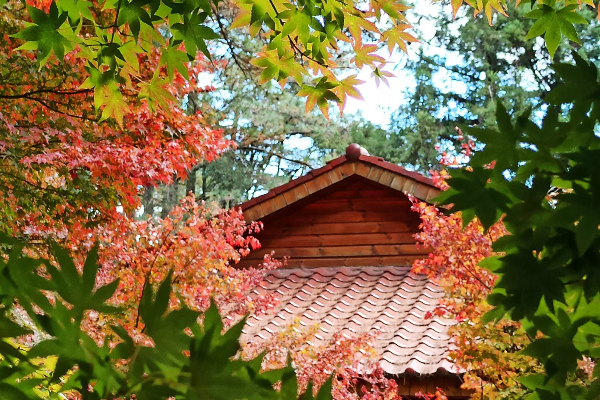 夢幻楓紅秒飛日本！秋末限定美拍好療癒