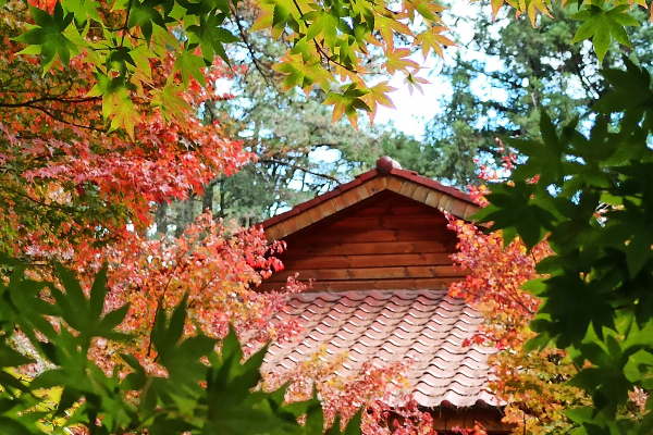 位於福壽山農場內的楓葉已漸漸由黃轉紅。 (圖／福壽山農場，以下同)
