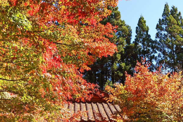 每年秋日賞楓必訪的福壽山農場松廬一景。