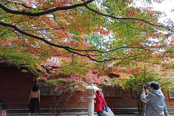 福壽山近期的楓況，愈到年尾會愈紅。