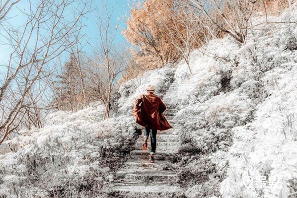 白雪木農場哀求「不要再來了」！超美雙色花海爆過量人潮
