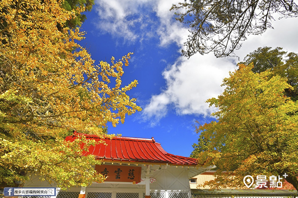 於阿里山慈雲寺的杏黃，黃中帶綠，美不勝收。 (圖／漫步在雲端的阿里山)