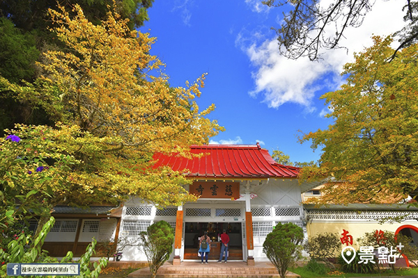 慈雲古剎外的杏黃為寺增添許多色彩。 (圖／漫步在雲端的阿里山)