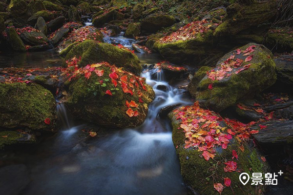 溪畔礫石上的青苔與火紅落葉形成對比。 (圖／taiwan_explorer2019)