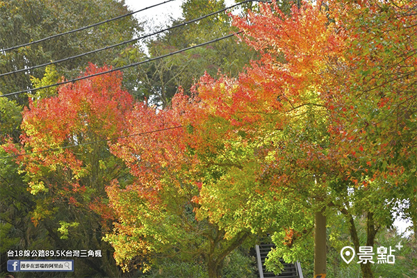 公路上的三角楓已漸漸轉紅。 (圖／漫步在雲端的阿里山)