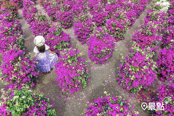 花海版波波草！人形九重葛花園美拍熱點