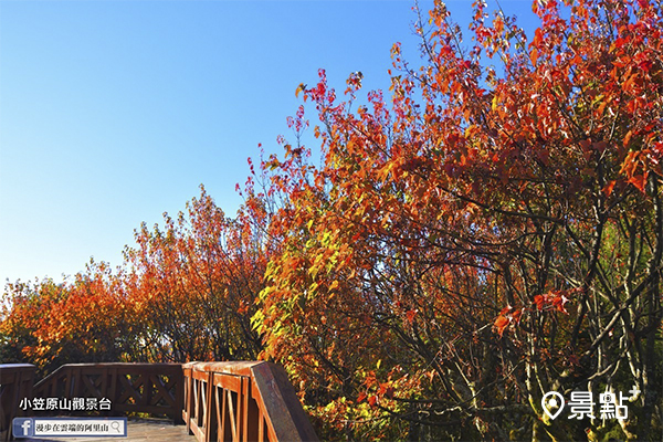 小笠原山觀景台的楓紅美景。 (圖／漫步在雲端的阿里山)
