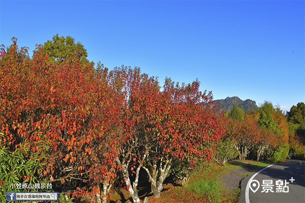 轉紅的楓葉搭配遠方美景。 (圖／漫步在雲端的阿里山)