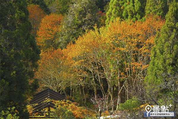 沼平公園一景。 (圖／漫步在雲端的阿里山)