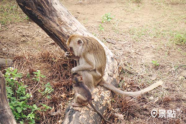 動物園中的動物都沒有被籠子框住，可以讓遊客更接近動物們。