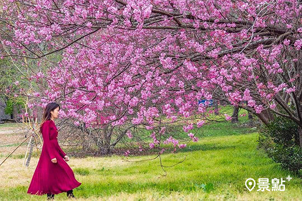 有一大片茶園與開滿櫻花的步道形成的美麗漸層 (圖／Klook，IG @molly888666)