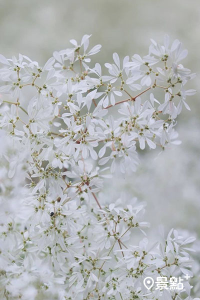 純白色細小的花朵成推像是冬季初雪般浪漫。