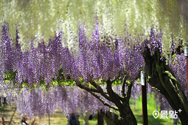 和氣町藤公園。