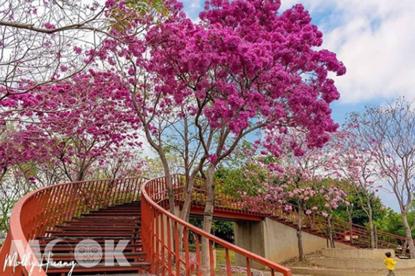 三甲公園內的風鈴木有許多不同程度的嬌豔